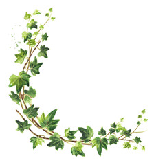 ivy branch with leaves frame, wreath. hand drawn watercolor illustration isolated on white backgroun