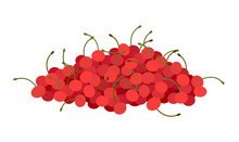 Fresh ripe cherries are lying in a pile. Red juicy cherry isolated on white backdrop.
Fresh delicious healthy and ripe cherries