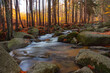 Rzeka Podgórna (Przesieka) jesienią w otoczeniu lasu w górach Karkonosze