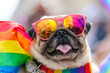 Fashionable PUG pet dog in pride parade. Concept of LGBTQ pride.