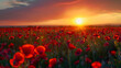 Beautiful field of red poppies in sunset light