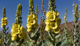 Fototapeta Sport - Verbascum, commonly known as mullein, is a herb often used in herbal ointments for various medicinal purposes, known for its soothing properties.