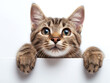 © thebaikers - Happy cute grey kitten cat peeking out and hanging its paw on blank poster board against white background. Blank copyspace for text.