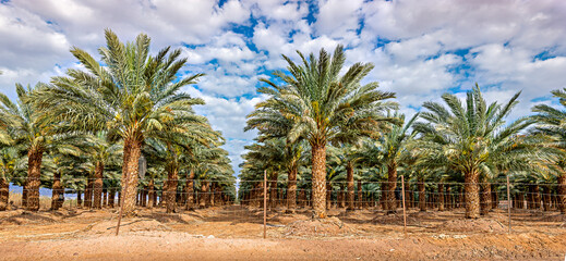 Wall Mural - Plantations of date palms for healthy food production. Date palm is iconic ancient plant and famous food crop in the Middle East and North Africa, it has been cultivated for 5000 years