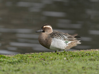 Sticker - Garganey, Spatula querquedula