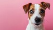 Jack Russell Terrier on a pink background	
