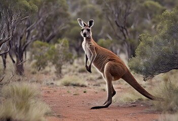 Wall Mural - A view of a Kangaroo