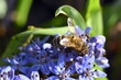 Biene auf einem zweiblättrigen Blaustern