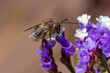 Eine Biene auf lila und weißen Blüten in der Seitenansicht