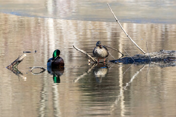 Wall Mural - ducks on lake