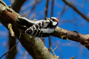 Wall Mural - woodpecker on tree