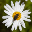 Eine Augenstreifen-Schmeißfliege auf einer gelb-weißen Blüte in der Draufsicht