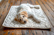 Effective Puppy Training: Quilted Training Pad on Wood Floor
