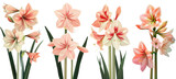 Collection of amaryllis flowers, flat illustration, cutout, png isolated transparent background