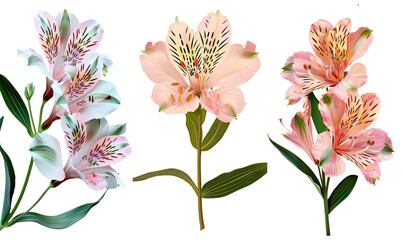Canvas Print - Collection of alstroemeria flowers, flat illustration, cutout, png isolated transparent background