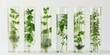 Quintet of herbal essences captured in scientific within glass vials