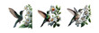 Set of a hummingbird feeding from a white flower, illustration, isolated over on transparent white background