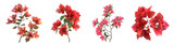 Fototapeta Kwiaty - 3D Rendering Pack of a Bougainvillea Flower on Transparent Background - Ai Generated