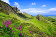 Isle of Skye, Scotland. View over the green mountain highland landscape of the Quiraing with purple bell flowers.