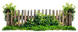 Fototapeta  - Old weathered wooden picket fence covered in foliage, cut out