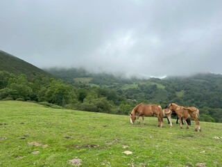 Wild horses grazing on a meadow with cloudy mountains in the background