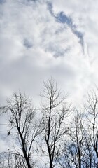 Sticker - Clouds Over Bare Trees