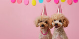 Fototapeta Kosmos - dogs in birthday cap on vivid background Creative animal concept. Poodle dog puppies in party cone hat .