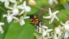 Assassin Bug On A Cluster Of White Flowers In Cotacachi, Ecuador
