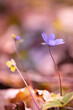 Fioletowe leśne kwiaty przylaszczki (Hepatica nobilis), rozmyte tł