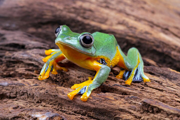 Sticker - tree frog, java tree frog, flying frog sitting on a branch ( rhacophorus reinwardtii )	
