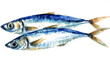 Sardinen fisch isoliert auf weißen Hintergrund, Freisteller 