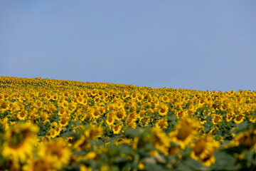 Wall Mural - field with sunflowers during flowering and pollination by insect bees