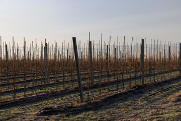 Wall Mural - a young apple orchard where trees are planted in rows