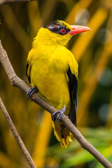 Wall Mural - The black-naped oriole is medium-sized and overall golden with a strong pinkish bill and a broad black mask and nape