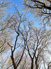 Wall Mural - tree in the sky