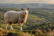 Welsh mountain sheep standing on the hills above Llangollen, North Wales, late on a warm spring evening