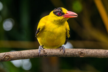 Wall Mural - The black-naped oriole is medium-sized and overall golden with a strong pinkish bill and a broad black mask and nape