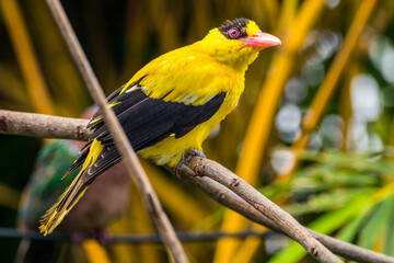 Wall Mural - The black-naped oriole is medium-sized and overall golden with a strong pinkish bill and a broad black mask and nape