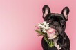 A French Bulldog posing with a bouquet of flowers in its mouth, as if presenting a gift to its beloved owner, Copy Space.