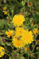 Sticker - Picris hieracioides grows in the field like a weed