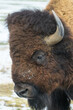 Wild American Bison on the high plains of Colorado. Mammals of North America. Bison head shot.