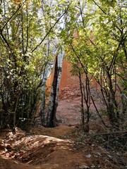 Wall Mural - autumn in the woods