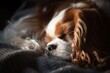 A serene portrait of a sleeping Cavalier King Charles Spaniel, its gentle breathing a soothing melody in the quiet of the night,