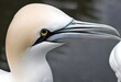 Northern gannet (Morus bassanus), Helgoland island ,Germany