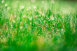 tło z zielonej trawy z rosą i pięknym rozmyciem