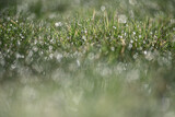 Fototapeta Tęcza - tło z zielonej trawy z rosą i pięknym rozmyciem