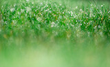 Fototapeta Lawenda - tło z zielonej trawy z rosą i pięknym rozmyciem