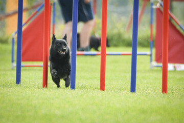 Dog is running slalom on his agility training on agility summer camp czech agility slalom.	
