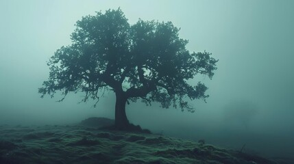Wall Mural - Magical misty landscape with silhouette of majestic tree, foggy forest background, atmospheric mood