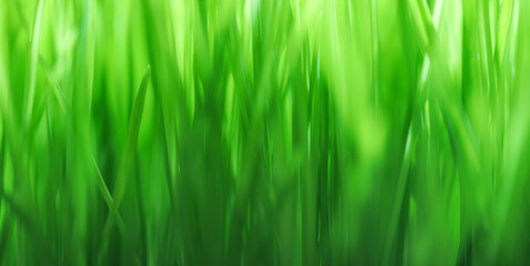 Wall Mural - close up of fresh green grass with shallow dof. bright green nature background or wallpaper.